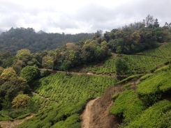 Tea tree plantation in Munnar, Kerala, India