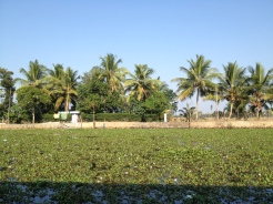 Lilypads in Kerala backwaters, India